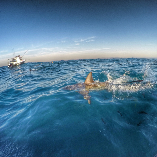 shark near boat