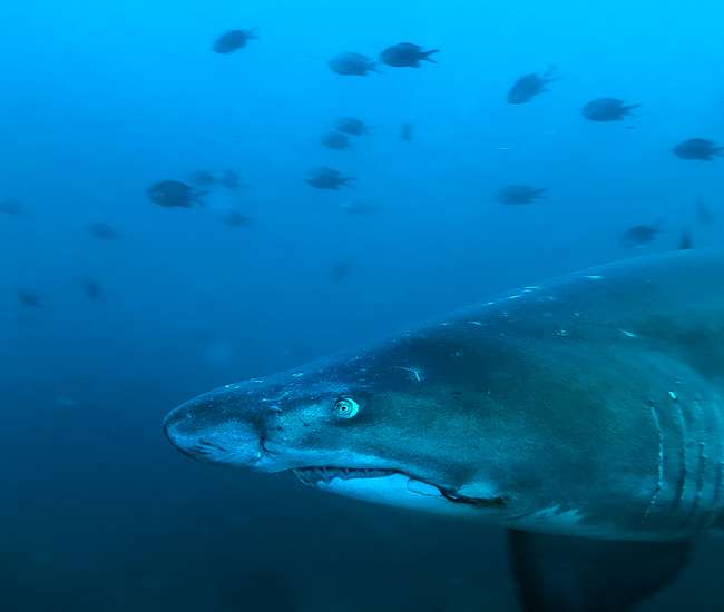side view of shark face