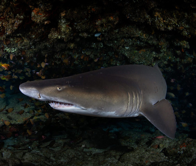 shark in dark reef cave