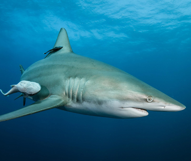 shark