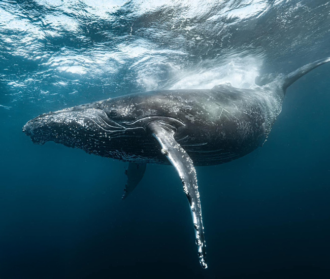 side view of whale
