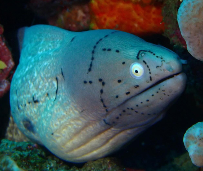 eel