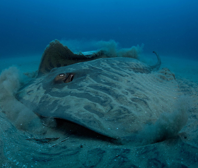 ray beneath sand