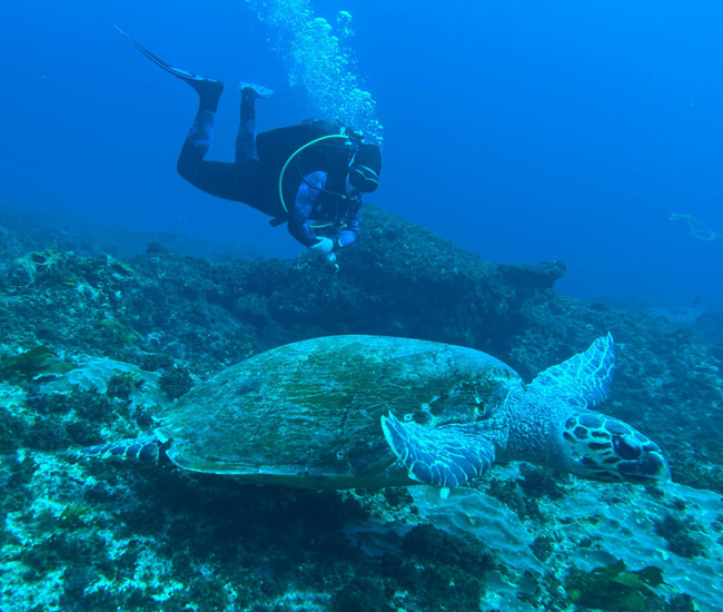 scuba diving watching turtle
