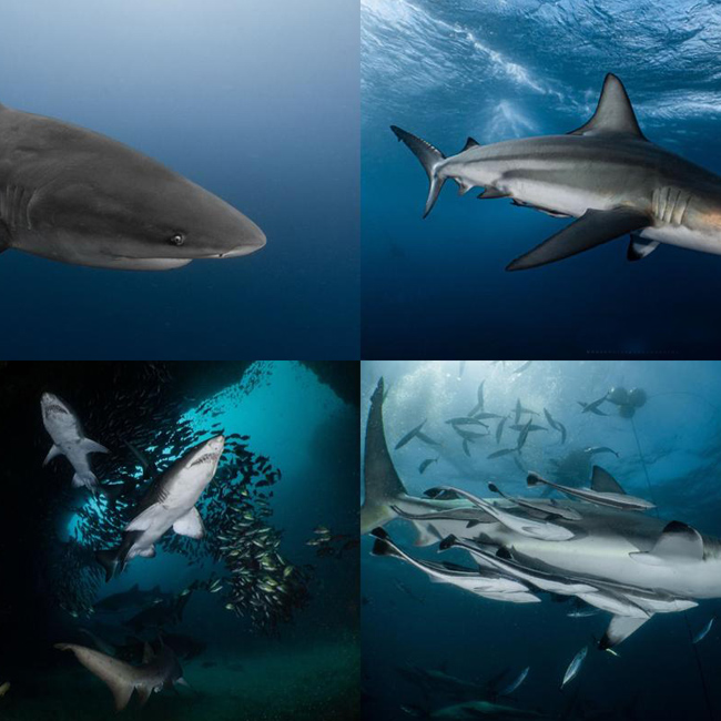 Shark Week Adventure