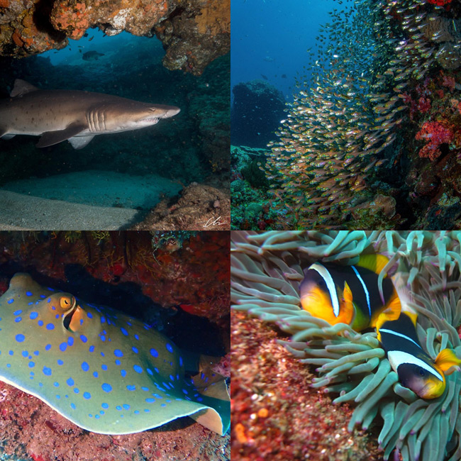 The Aliwal Collection: Luxury Dive Experience