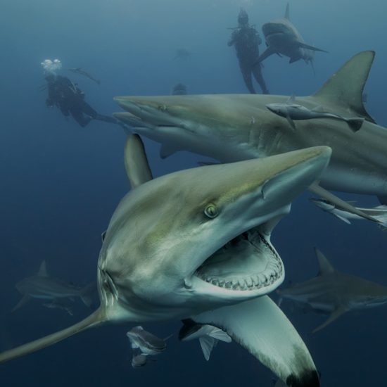 Diver with camera and sharks at Aliwal Shoal