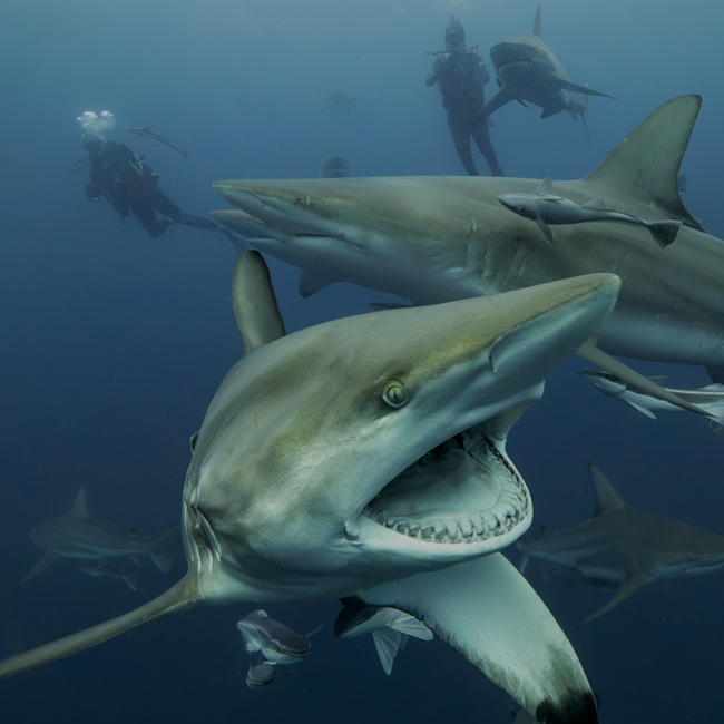 Diver with camera and sharks at Aliwal Shoal