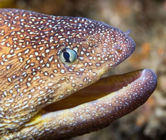 close up of eel face