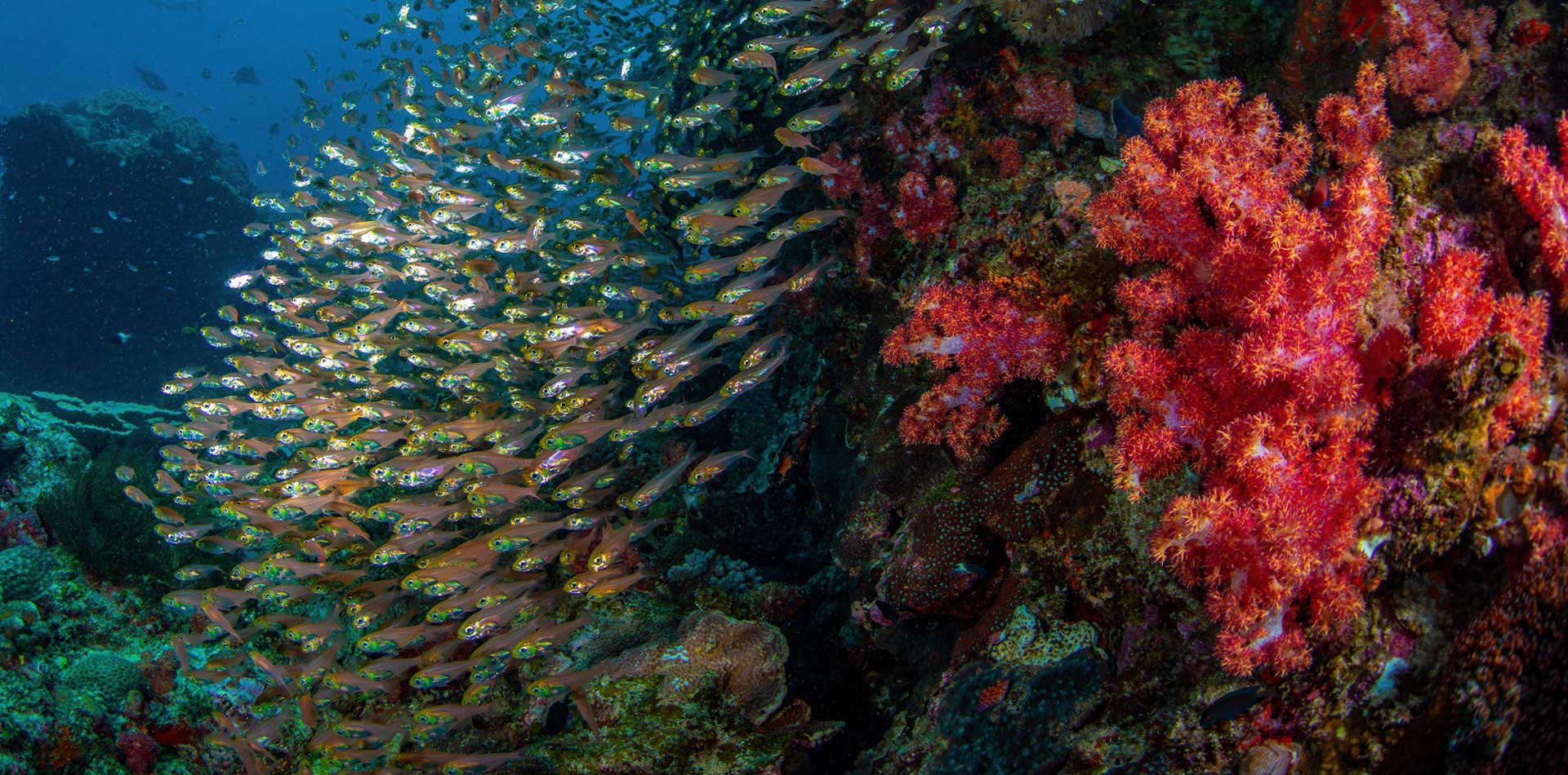 school of fish near colourful coral reef