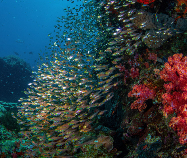 coral reef with school of fish