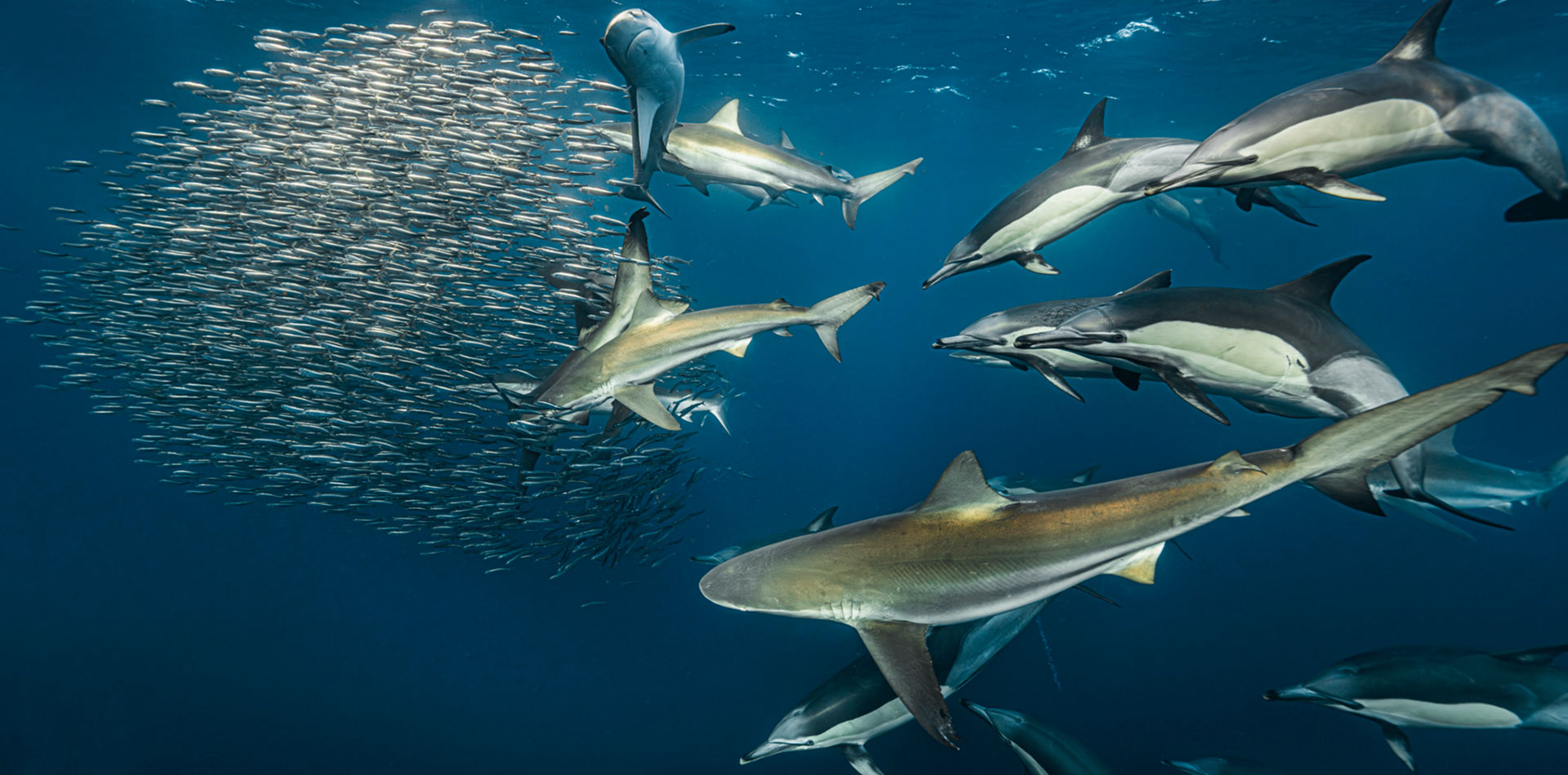 sharks and dolphins feeding on bait ball of sardines during sardine run
