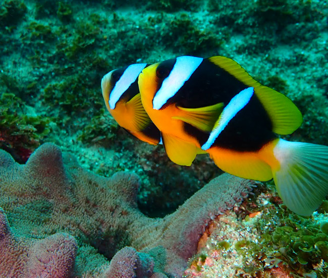 clownfish