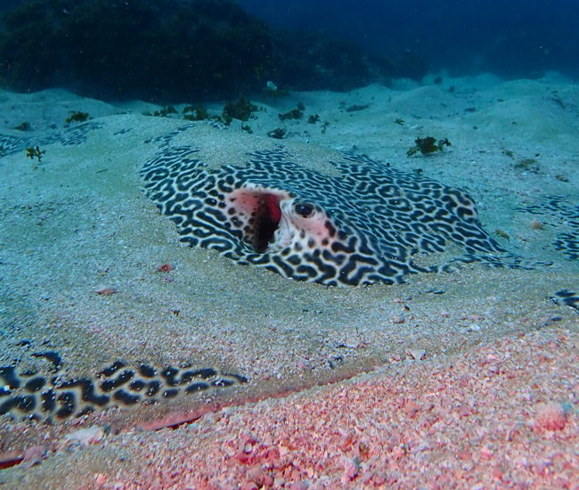 ray