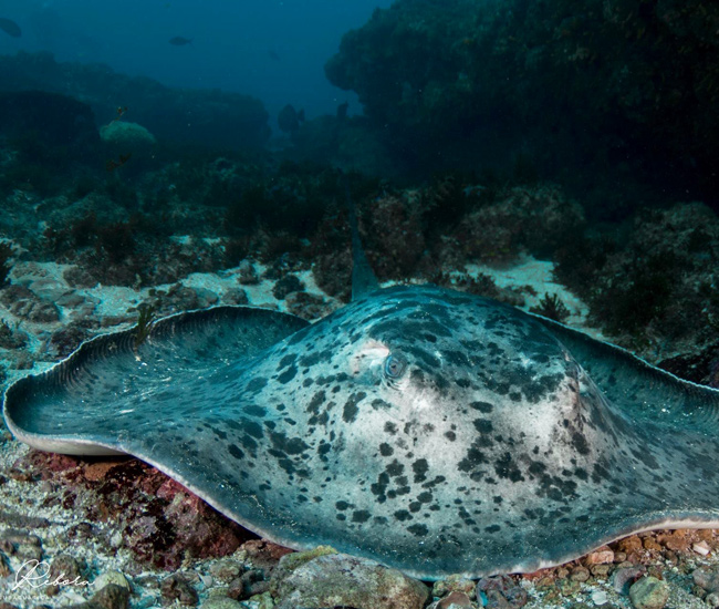 ray
