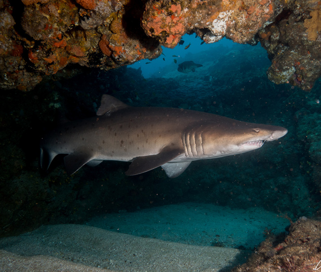 shark in reef cave