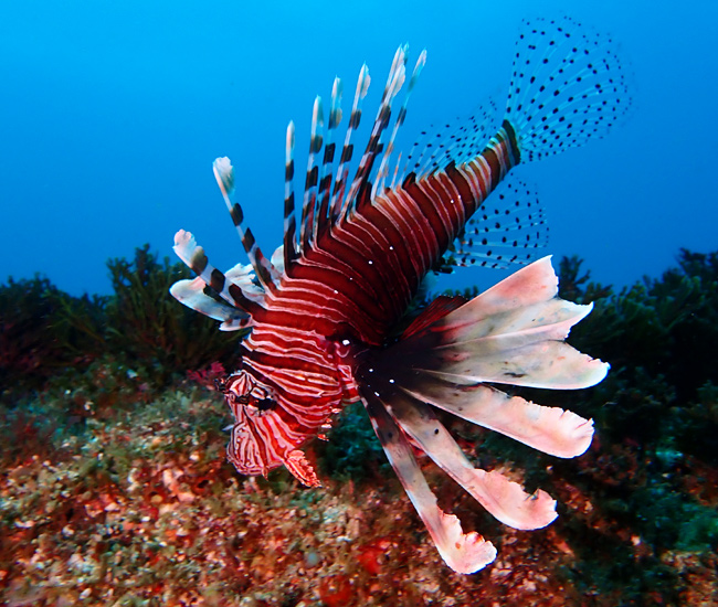 lion fish