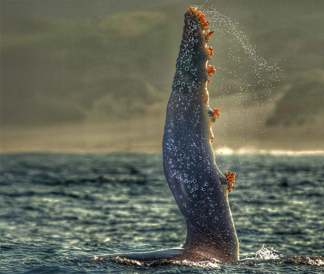 whale sticking fin out water