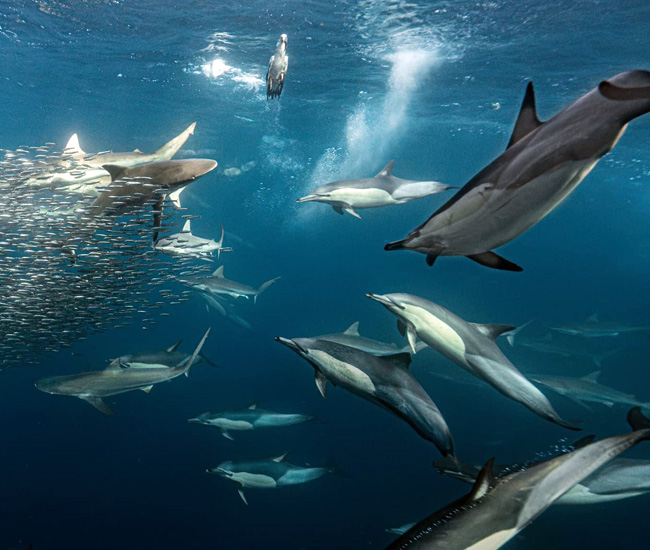 sharks, dolphins and gannets during sardine run