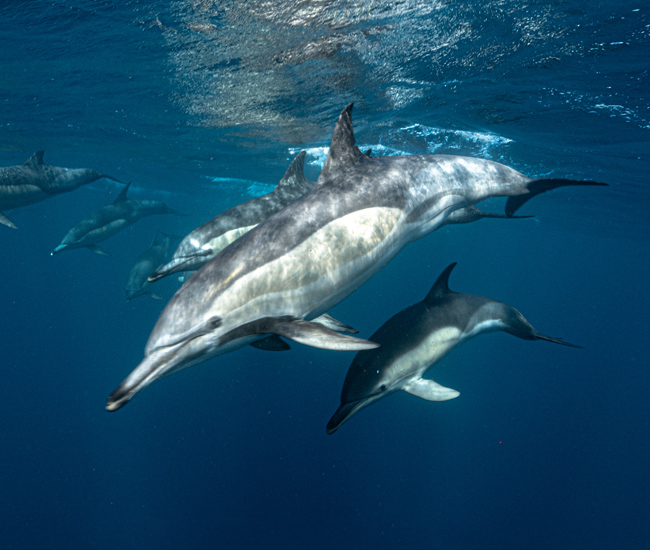 pod of dolphins