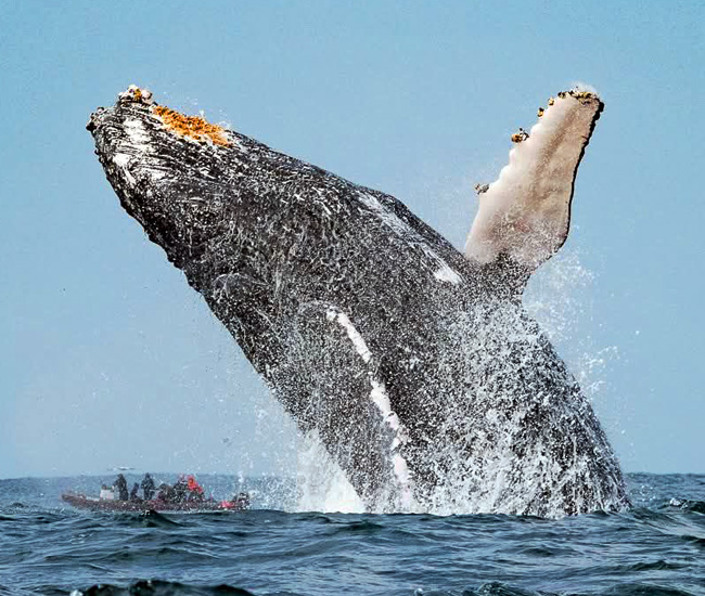 whale jumping out of ocean near onlookers on boat