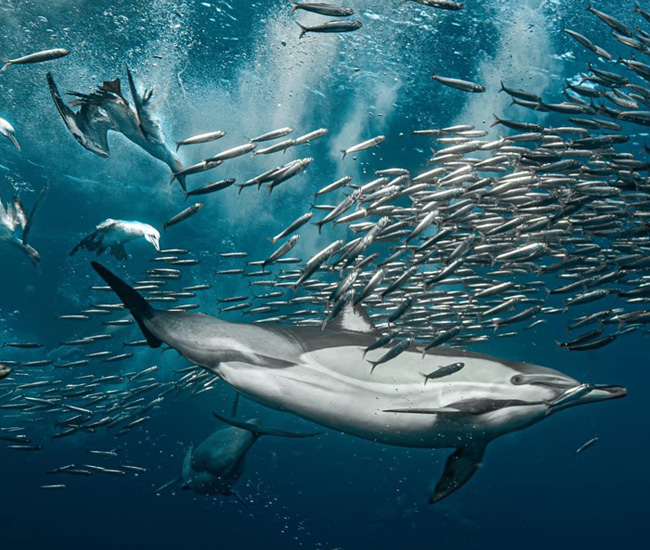 dolphins and gannets diving through bait ball during sardine run
