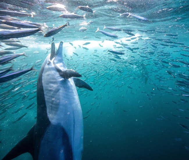 dolphin feasting on sardines during sardine run