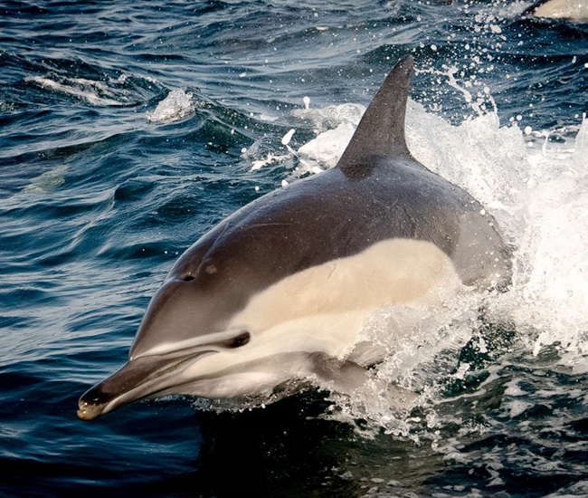 dolphin jumping out of ocean water