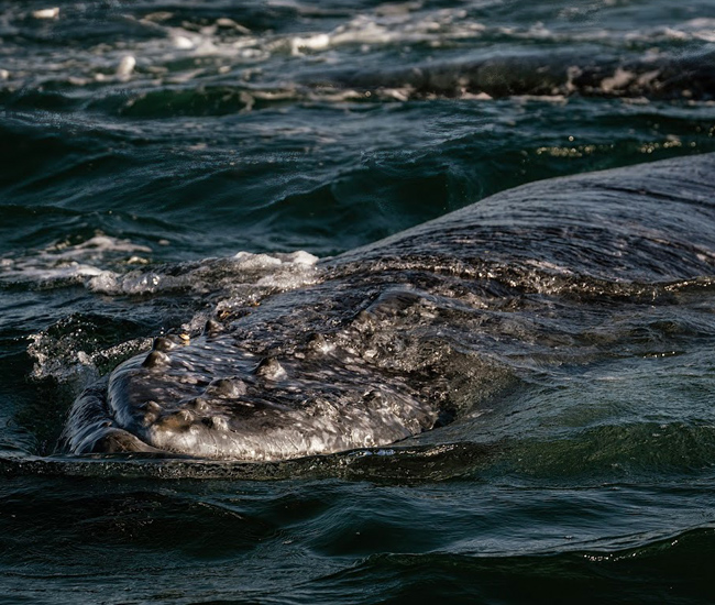 whale slightly peeping above ocean water