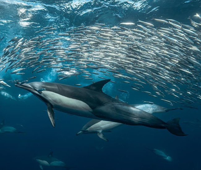 dolphins feeding on sardines during sardine run