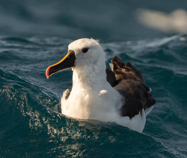Gannet floating on ocean water