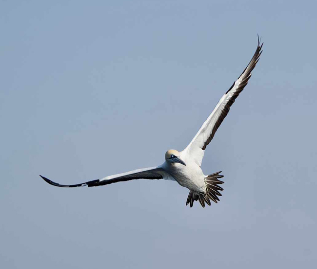 Gannet flying in the air