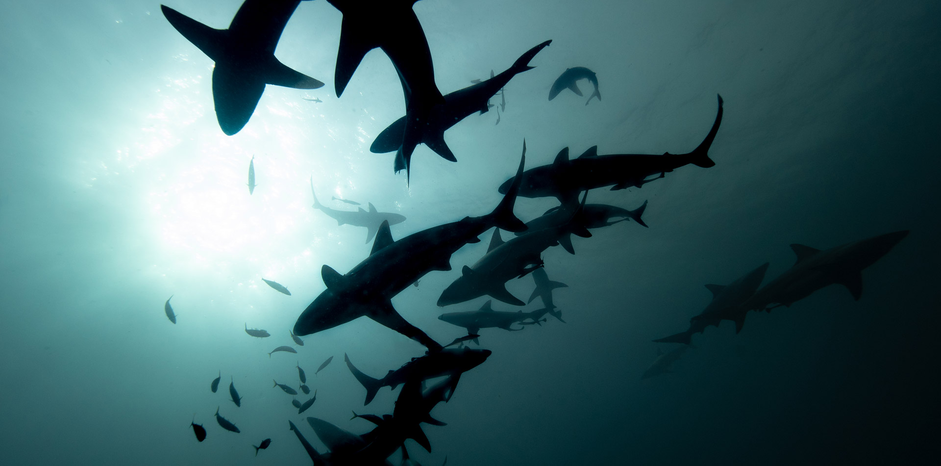sharks in cathedral dive site