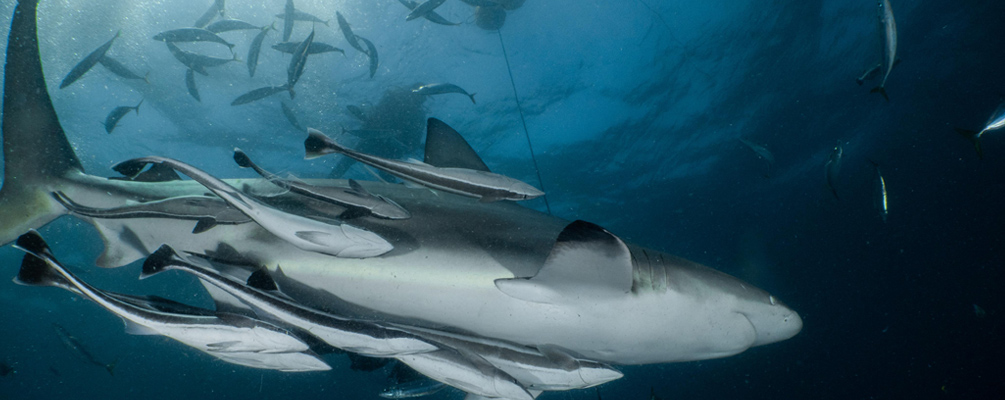 Cage free baited shark dive with Oceanic Blacktips