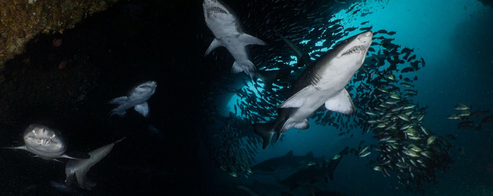 Tiger Shark diving season Aliwal Shoal