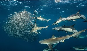 ScubaCo Diving & Travel place picture